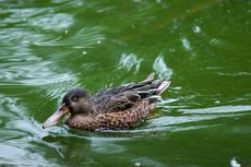 Löffelente (3 von 8).jpg